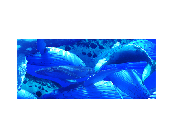 Humpbacks Swimming 3