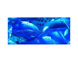 Humpbacks Swimming 3