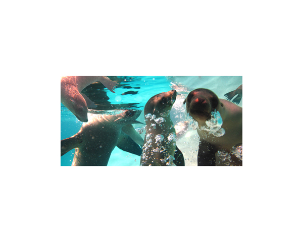 Galapagos Sea  Lions 1