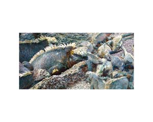 Galapagos Iguanas 3