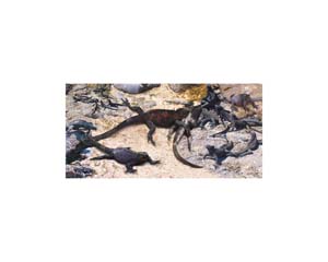 Galapagos Iguanas 7