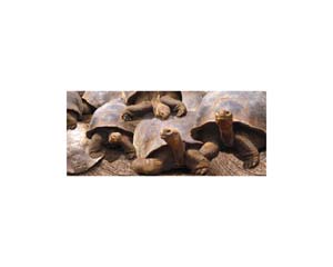 Galapagos Land Turtles 3