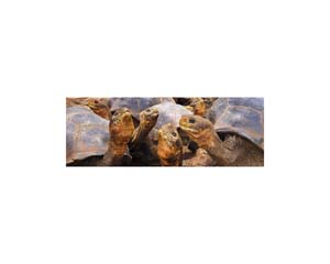 Galapagos Land Turtles 4