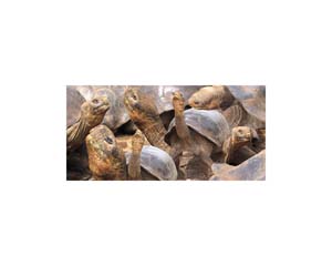 Galapagos Land Turtles 5