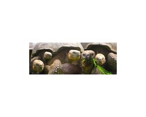 Galapagos Land Turtles 6