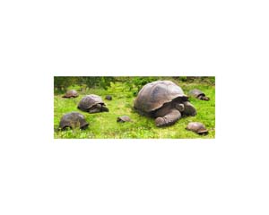 Galapagos Land Turtles