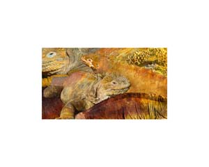 Galapagos Lava Lizard 3