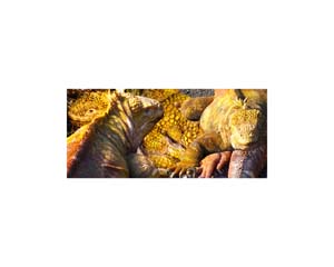 Galapagos Lava Lizard 4