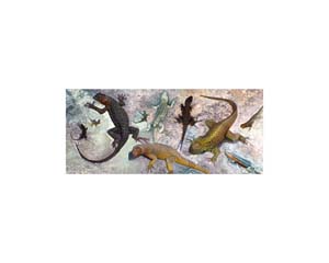 Galapagos Lava Lizard 5