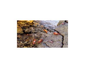 Galapagos Sally Crabs 1