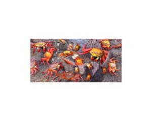 Galapagos Sally Crabs 2