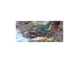 Galapagos Sally Crabs 4