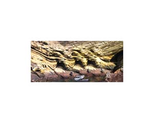 Galapagos Sea Lions 11