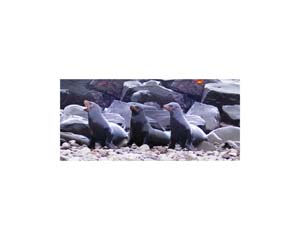 Galapagos Sea Lions 5B