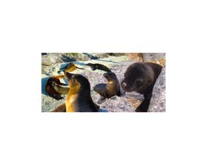 Galapagos Sea Lions 8