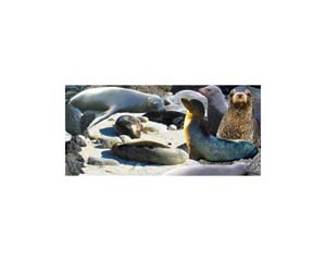 Galapagos Sea lions 4