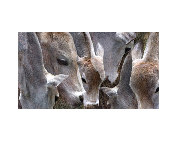 India Cow Madikeri