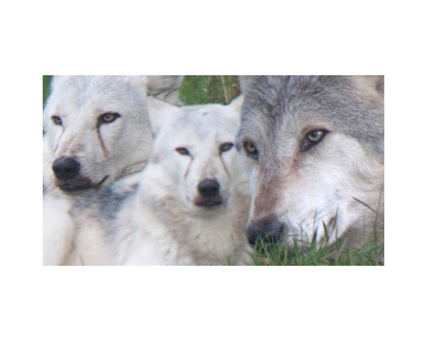 Longleat Wolves