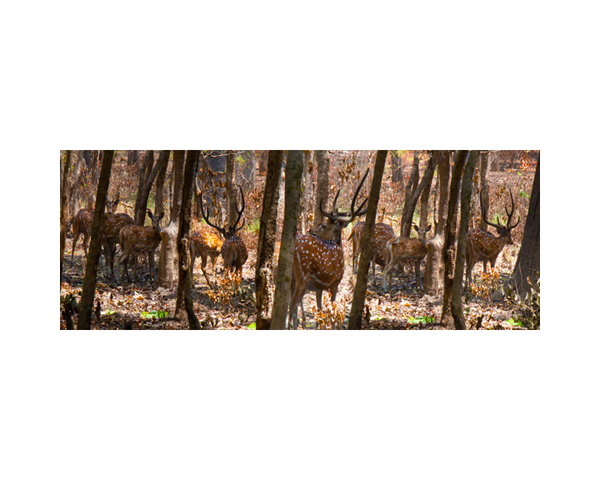 Nepal Deer