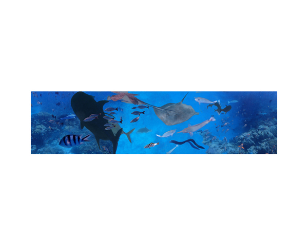 Sharks and Fish Rangaroa