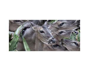 Nepal Deer Eating 2