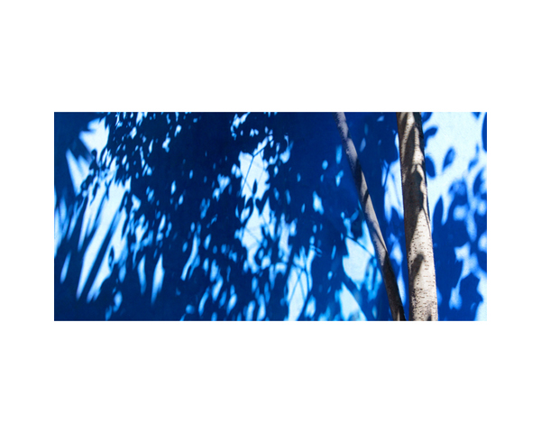 Frida Kahlo House Garden 5