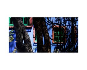 Frida Kahlo House Garden 1