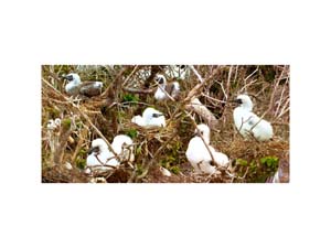 Galapagos Nasca Booby 3