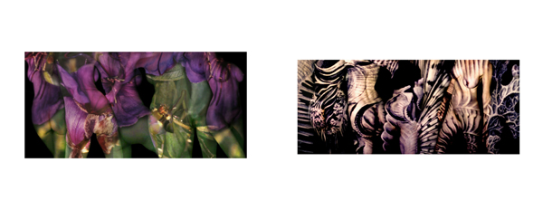 047 purpleflowersoft#80024