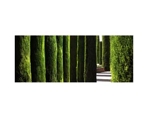 Alcazar Garden Cordob 3