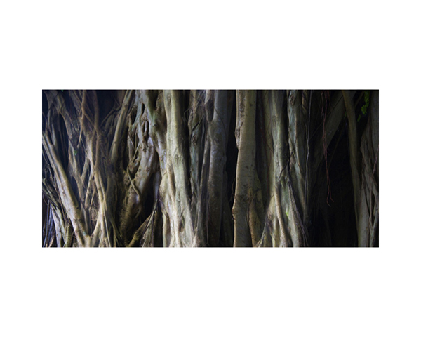 Hilo Banyan Shadow