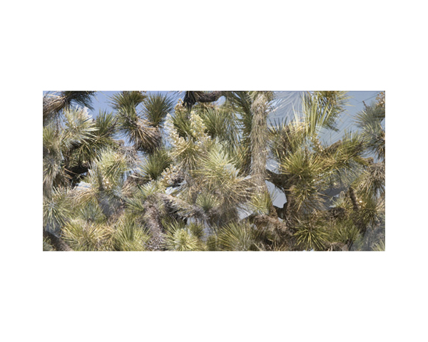 Joshua Tree 2
