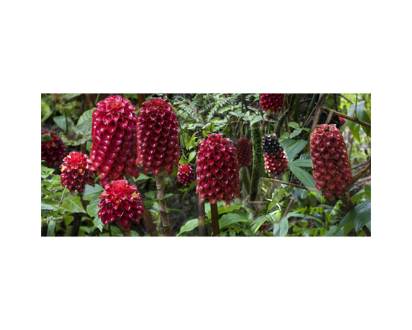 Onomea RF Red Flowers