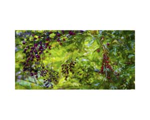 Onomea RF Fruit