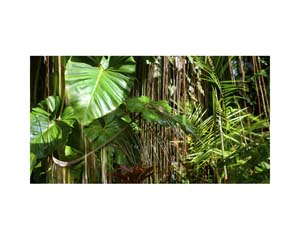 Onomea RF Leaf