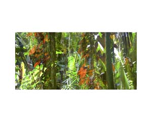 Onomea RF Sunlight