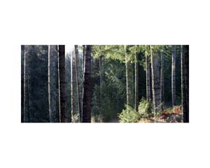 Vancouver Island Trees