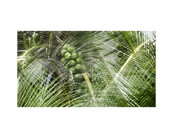 Coconuts