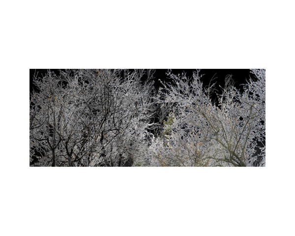 Dead Trees 2 Silver