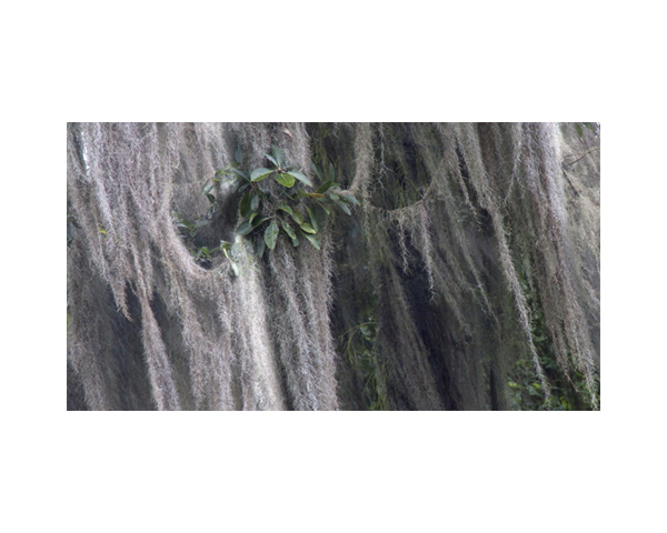 Dead Trees Costa Rica