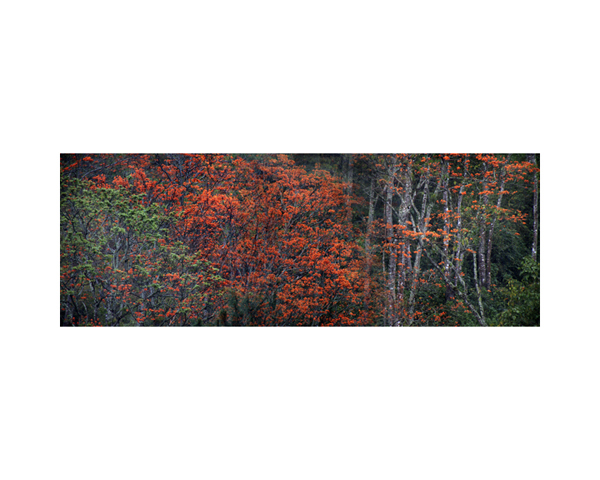 Orange Trees 3 Costa Rica