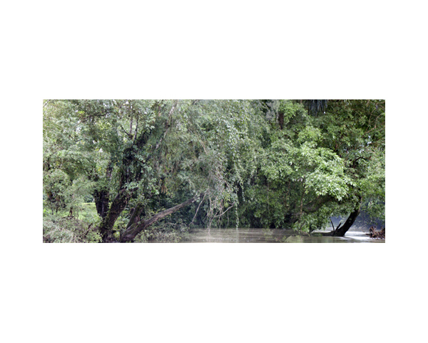 River Bank Trees Costa Rica