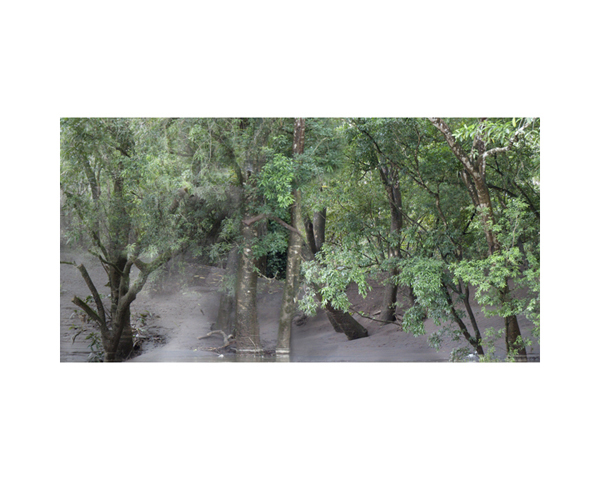 Tree Trunks in River B CR