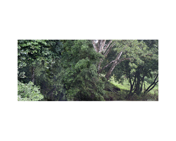 Tree Trunks in River C CR