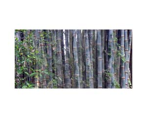 Bamboo Tree