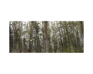 Brown Tree Trunks CR