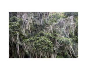 Dead Trees Costa Rica 