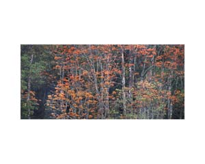 Orange Trees 2b Costa Rica