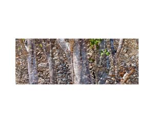 Stone Walls and Trees 1 CR