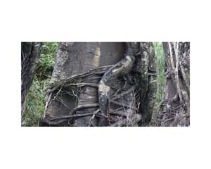 Tree Trunk Vines Costa Rica